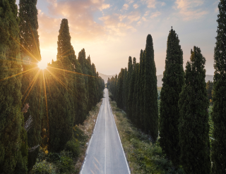 Sunset on a tree-lined road